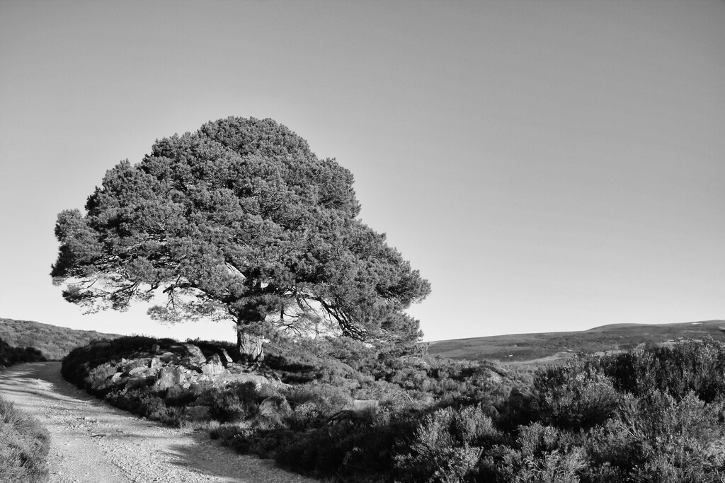A Solitary Granny Pine by jamibann
