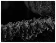 2nd Feb 2024 - a lichen landscape