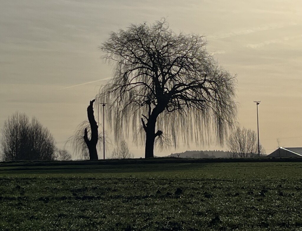 Single Tree by lexy_wat
