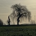 Single Tree by lexy_wat