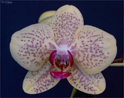 1st Feb 2024 - Small Orchid