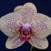 Small Orchid by pcoulson