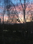 2nd Feb 2024 - Sunrise, with pigeons