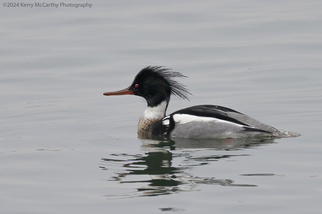 Red-breasted Merganser by mccarth1