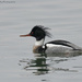 Red-breasted Merganser by mccarth1