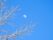 2nd Feb 2024 - Afternoon moon...