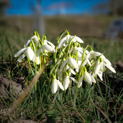 2nd Feb 2024 - Snowdrops