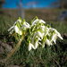 Snowdrops by andyharrisonphotos