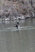 1st Feb 2024 - Ring necked duck