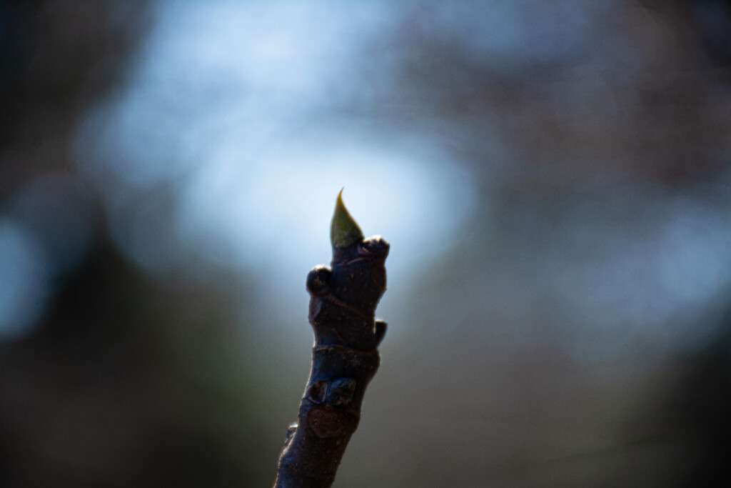 Early Fig bud... by thewatersphotos