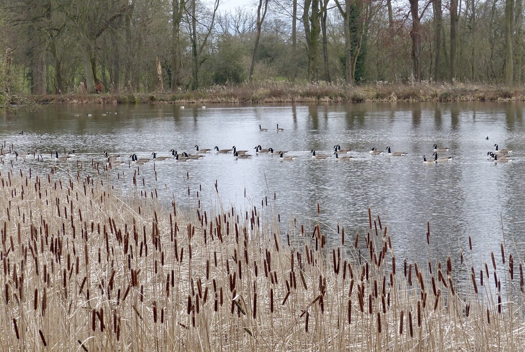Reeds and Geese by susiemc