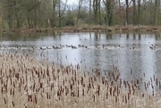 1st Feb 2024 - Reeds and Geese