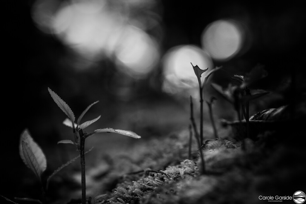 Miniature forest 2 by yorkshirekiwi