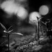 Miniature forest 2 by yorkshirekiwi