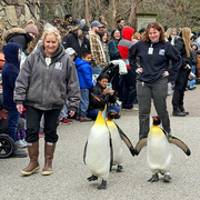 27th Jan 2024 - The Penguin Parade