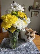 2nd Feb 2024 - Cat enjoying the bouquet. 