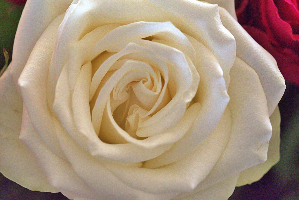 white rose  by ollyfran