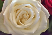 2nd Feb 2024 - white rose 