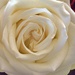 white rose  by ollyfran