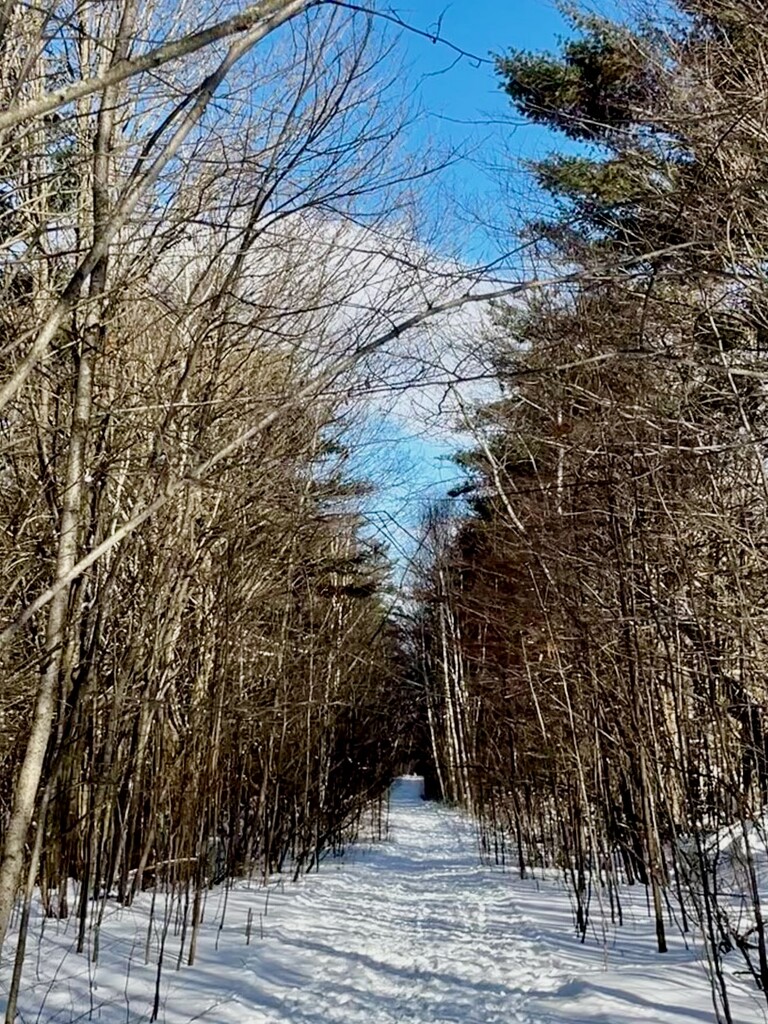 Home Trail on a Sunny Day by sunnygreenwood