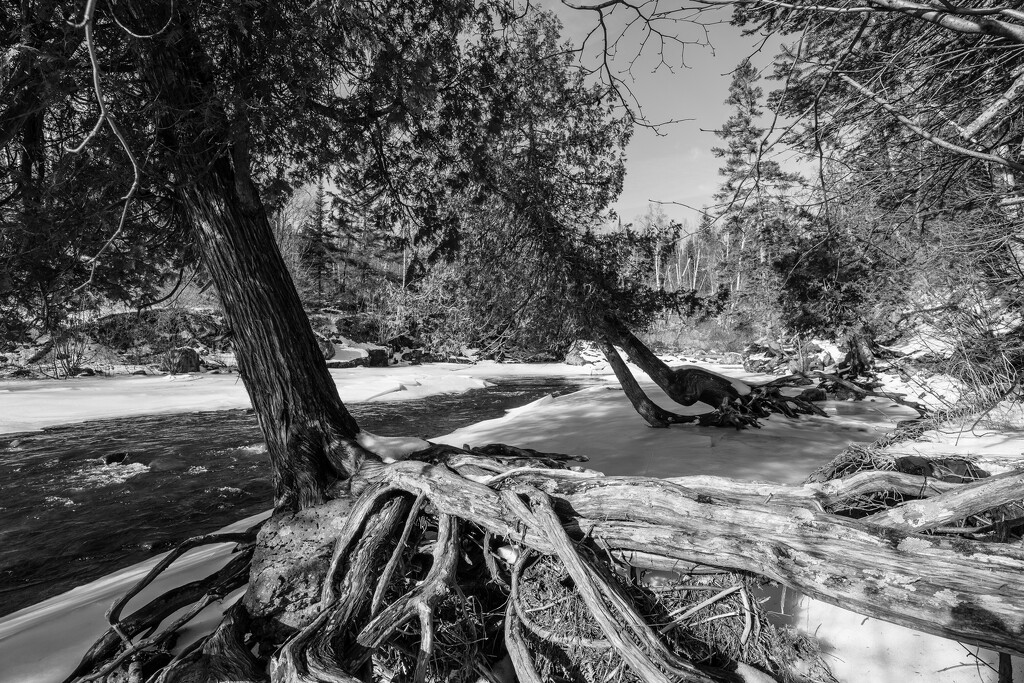Cedars along the Temperance River by tosee