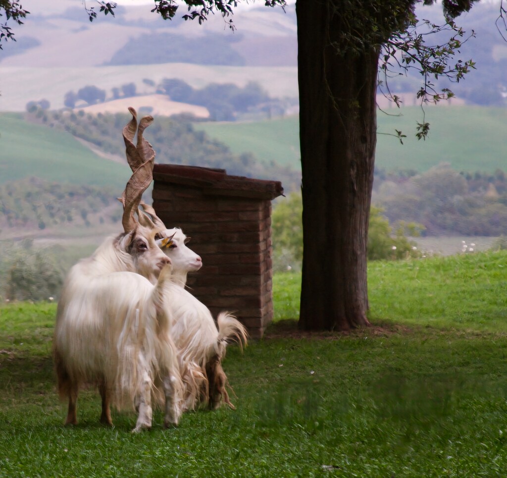 Girgentana Goats by denisen66