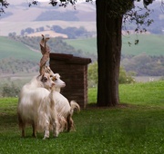 2nd Feb 2024 - Girgentana Goats