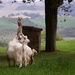 Girgentana Goats by denisen66