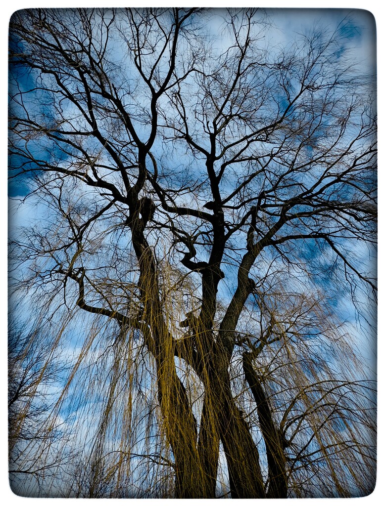 The Willow and the Blue Sky by eahopp