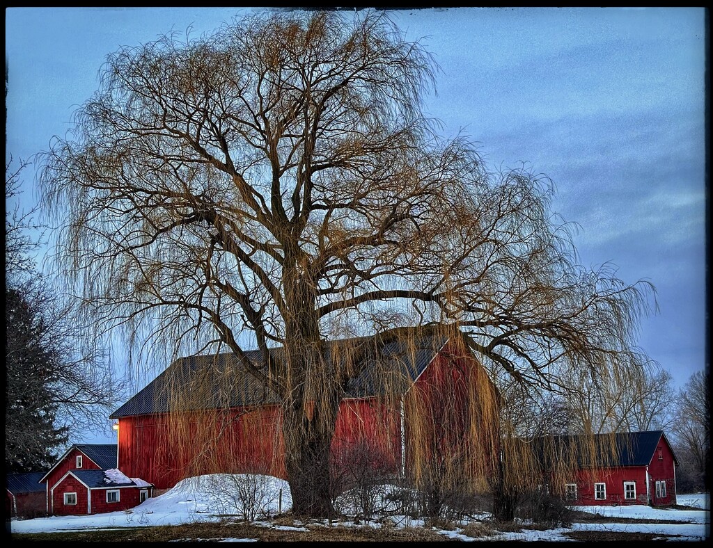 The Willow and the Barn by eahopp