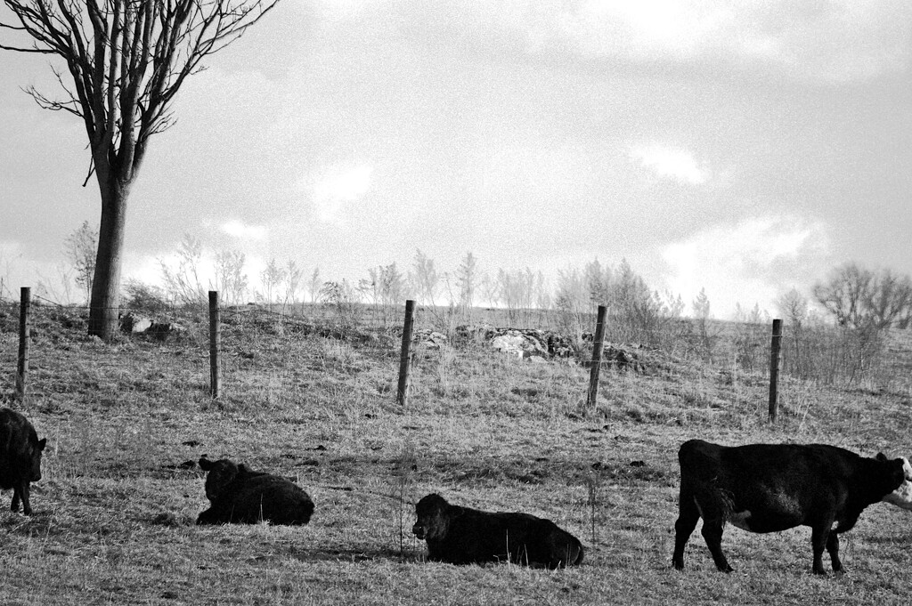 fuzzy cows by francoise