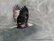 2nd Feb 2024 - Bald Eagle on the move