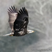 Bald Eagle on the move by mccarth1