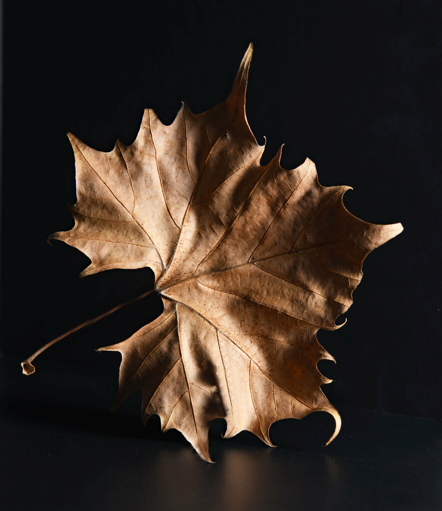 Dried Leaf Art by paintdipper