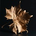 Dried Leaf Art by paintdipper