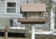 2nd Feb 2024 - Red-bellied woodpecker and cardinal