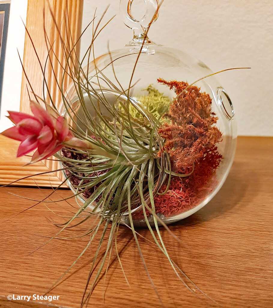 Blooming air plant by larrysphotos