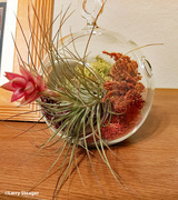 2nd Feb 2024 - Blooming air plant