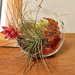 Blooming air plant by larrysphotos