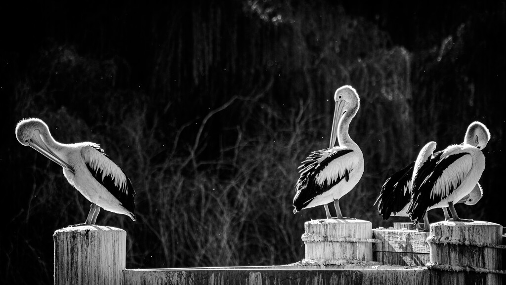 Pelicans at Lock 10 by nannasgotitgoingon