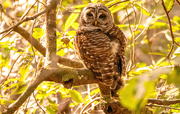 2nd Feb 2024 - Found One of the Barred Owls Today!