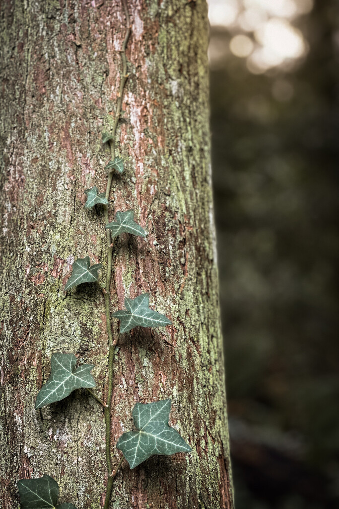 Vines by tina_mac