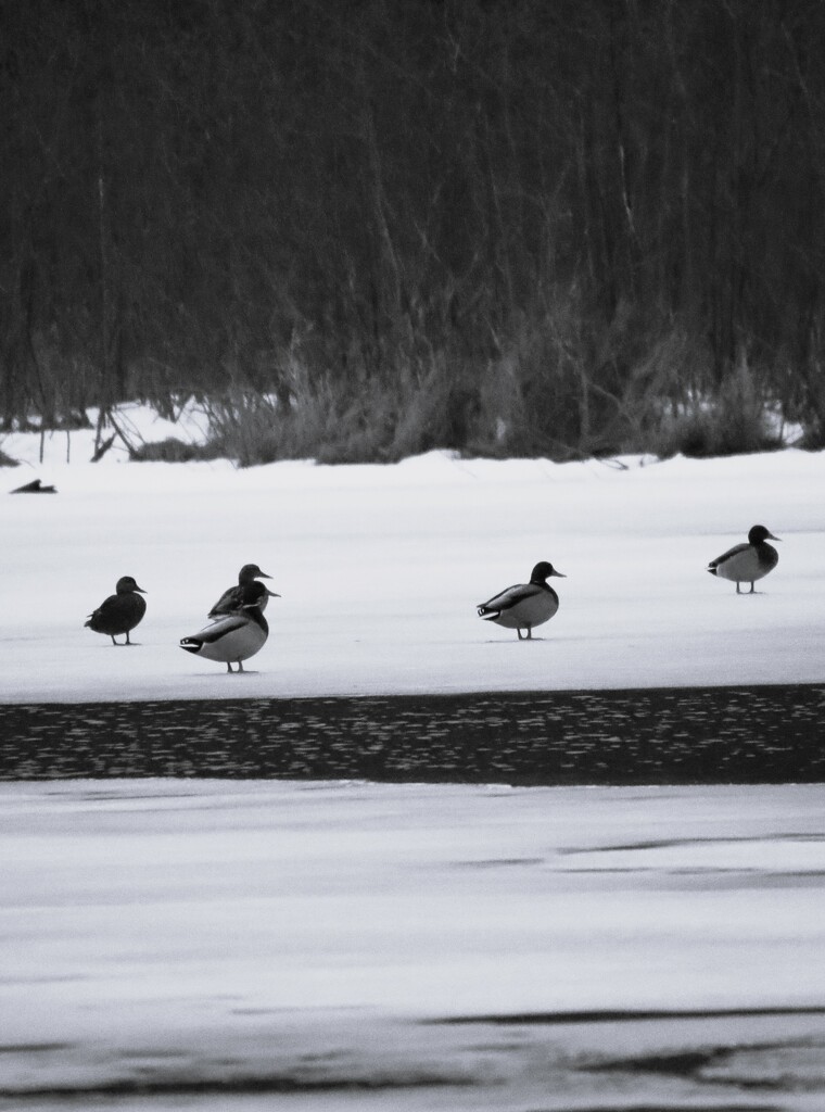 Cold Ducks on Ice by edorreandresen