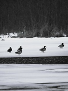 2nd Feb 2024 - Cold Ducks on Ice