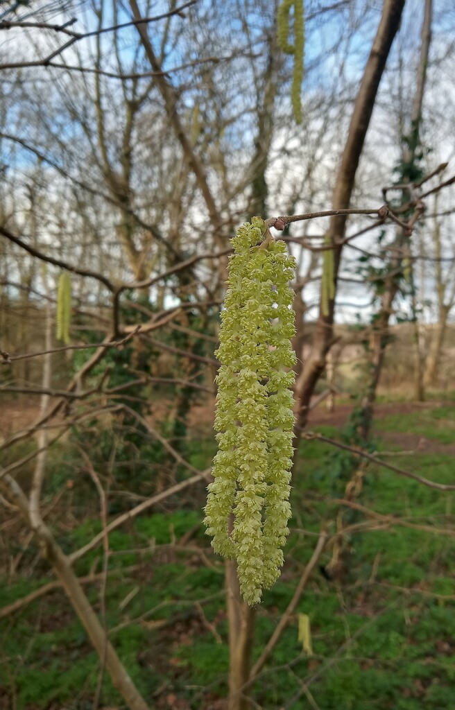 More Catkins by 365projectorgjoworboys