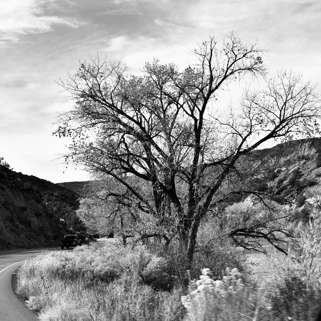 The Mesquite tree by louannwarren