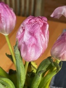 22nd Jan 2024 - Tulips