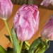 Tulips by sunnygreenwood