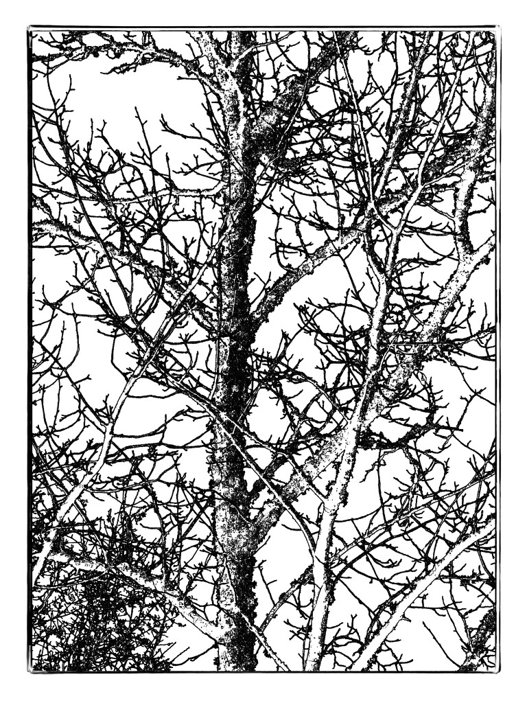 Sketchy tree... by marlboromaam