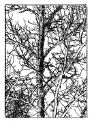 3rd Feb 2024 - Sketchy tree...